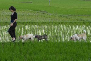 Bali Street Dogs