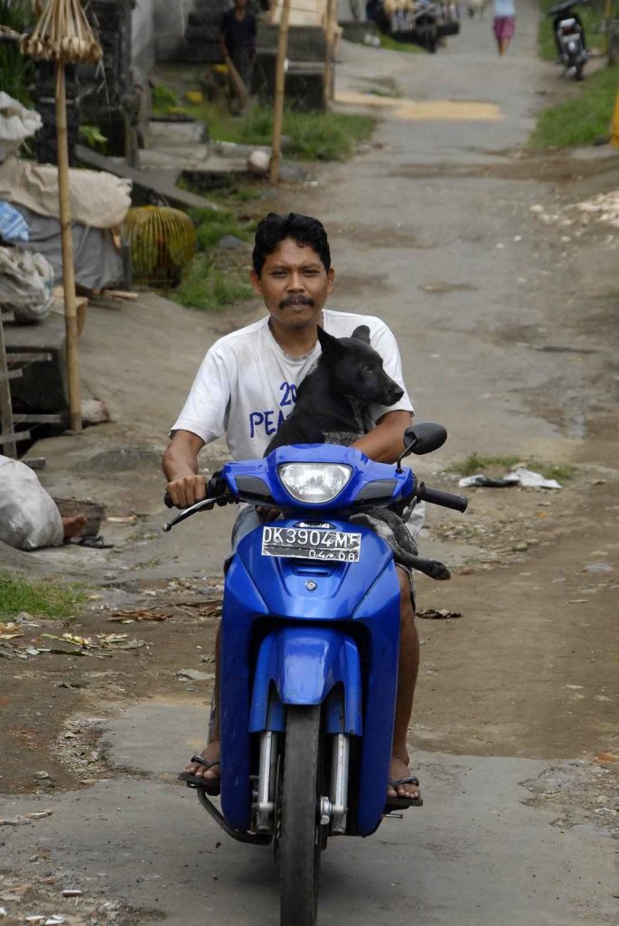 Dog arrives on motorbike to the free clinic